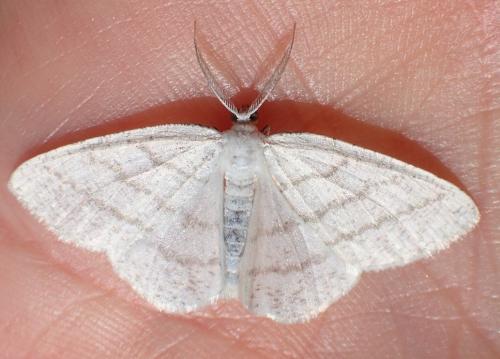 Réf. 235 172 : Cabera pusaria